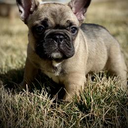 French Bulldog Puppies from Battle Born French Bulldogs
