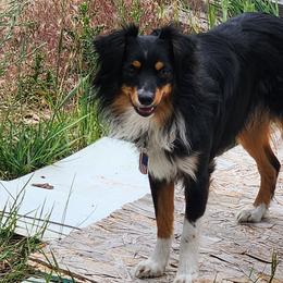 Miniature American Shepherds from Blackjack Mini Aussies