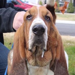 Basset Hounds from Country Corner Bassets
