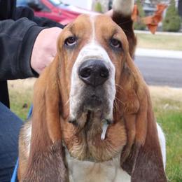Basset Hounds from Country Corner Bassets