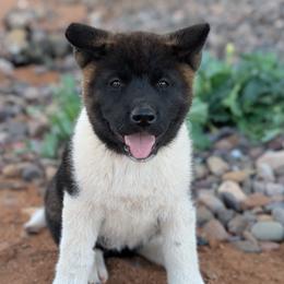 AKC Suki - Black, silver undercoat female Akita puppy in Tombstone, Arizona from WeVolution Off-Grid