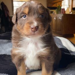 Australian Shepherd Puppies from Burdock Hill Australian Shepards