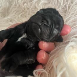 Black girl 1 - Black female Pug puppy in Onalaska, Washington from Cupid’s Pugs
