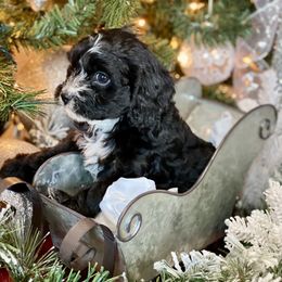Cavalier King Charles Spaniel, Cavapoo, and Pembroke Welsh Corgi Puppies from Griffins Puppies