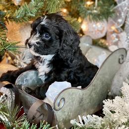 Cavalier King Charles Spaniel, Cavapoo, and Pembroke Welsh Corgi Puppies from Griffins Puppies