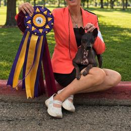 American Hairless Terrier and Pembroke Welsh Corgi All Grown Up from Flipside Dogs