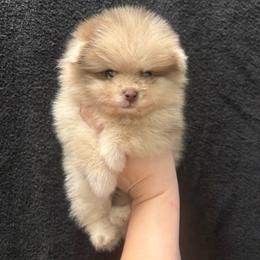 Gizmo - Chocolate merle male Pomeranian puppy in Texas from Tiny Tornado Poms