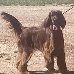 Nichole - Irish Setter