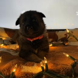 German Shepherd Puppies from Legacy K9’s