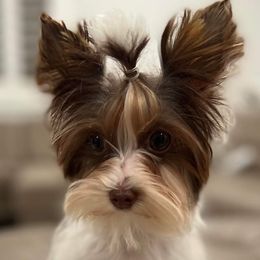 Poodles, Yorkipoos, and Yorkshire Terriers from Effervescent-Pooches