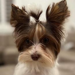 Poodles, Yorkipoos, and Yorkshire Terriers from Effervescent-Pooches