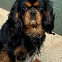 Charlie - Cavalier King Charles Spaniel
