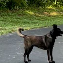 Zena - Belgian Malinois