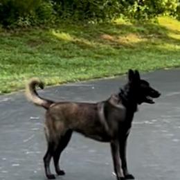 Zena - Belgian Malinois