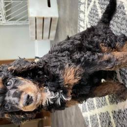 Bernedoodles, Goldendoodles, Poodles, and Sheepadoodles from Kerr Kanine Ranch