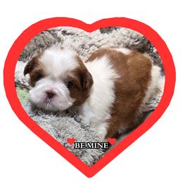 Chloe - Liver and white female Shih Tzu puppy in Parma, Idaho from SuLynnes Shih Tzus