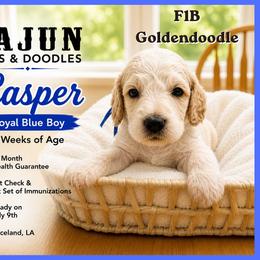 1400.00 Casper: Blue Collar - Parti male Goldendoodle puppy in Raceland, Louisiana from Cajun Doodles