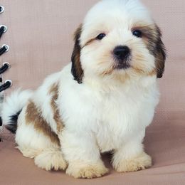 Ella - Cream female Shichon puppy in Limestone, Tennessee from Pilot Hill Teddy Bear Puppies