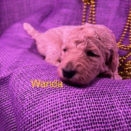 Poodle Puppies from Shepherd's Run Aussies and Poodles