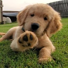 Golden Retriever Puppies from Arkansas River Golden Retrievers