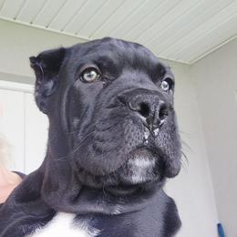 Ethan - Black male Cane Corso puppy in Palm Coast, Florida from Northgold Cane Corso