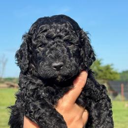 August - Phantom male Goldendoodle puppy in Afton, Oklahoma from C5 Doodles