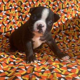 Xane - Black brindle and white male Boston Terrier puppy in Fillmore, Illinois from Wind Hill Puppies