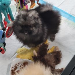 Keeshond and Pomeranian Puppies from Vivid Keeshond and poms