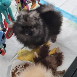 Keeshond and Pomeranian Puppies from Vivid Keeshond and poms