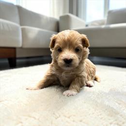 Maltipoo puppies from Denise Clark