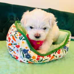 Maltese puppies from Cindy and Tim's Maltese