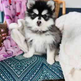 Bunz - Black and white male Pomsky puppy in Yavapai County, Arizona from Pawsh Pomskies