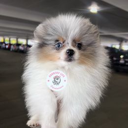 Pomeranian Puppies from Country Life Pomeranians