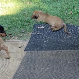 Dachshund Puppies from CLARK'S BREEDING PROGRAM