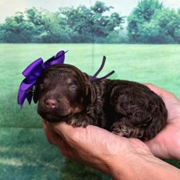 Milkshake - Phantom female Poodle puppy in Springfield, Oregon from Valaurah Farms