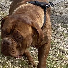 Zues - Dogue de Bordeaux