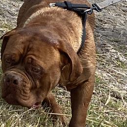 Zues - Dogue de Bordeaux