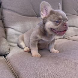 French Bulldog Puppies from HOI Frenchies