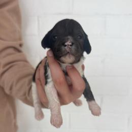 Ocean - Merle male Cavapoo puppy in Virginia Beach, Virginia from Son Kissed Puppy Co