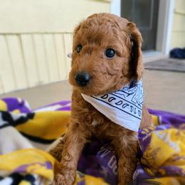Goldendoodle Puppies from BasilBella’s Doodles