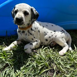 Orange - White and black Dalmatian puppy in Lafayette, Louisiana from Zydeco Dalmatians