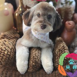 Harli - Poodle