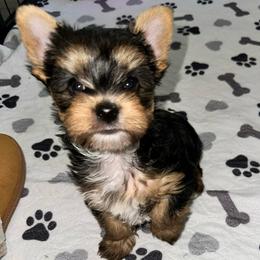 King Kandy - Black and tan male Yorkshire Terrier puppy in Puyallup, Washington from Majestic Mtn Pups