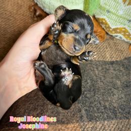 Josephine - Dapple female Dachshund puppy in Wooldridge, Missouri from Royal Bloodline Canines