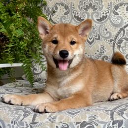 Yuto Red Male - Red male Shiba Inu puppy in Neosho, Missouri from Sunny Terrace Shibas