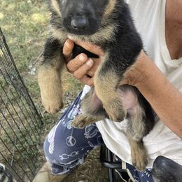 German Shepherd Puppies from Das Müller Hund Haus