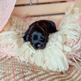 Honor - Black female Australian Labradoodle puppy in Decatur, Alabama from Southern Meadows Doodles