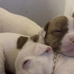American Bulldog Puppies from DF's Unlimited Ruff