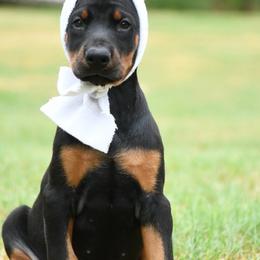 Victory - Black and rust female Doberman Pinscher puppy in Overton, Texas from Obsidian Kennel