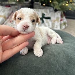 Cavapoo Puppies from Micro Cavapoos